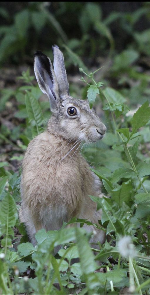 Фотография автора Адия Кочубей