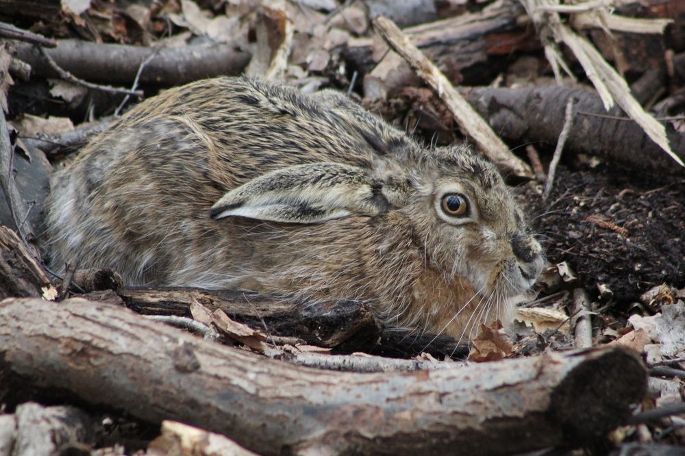 Куркинский заяц