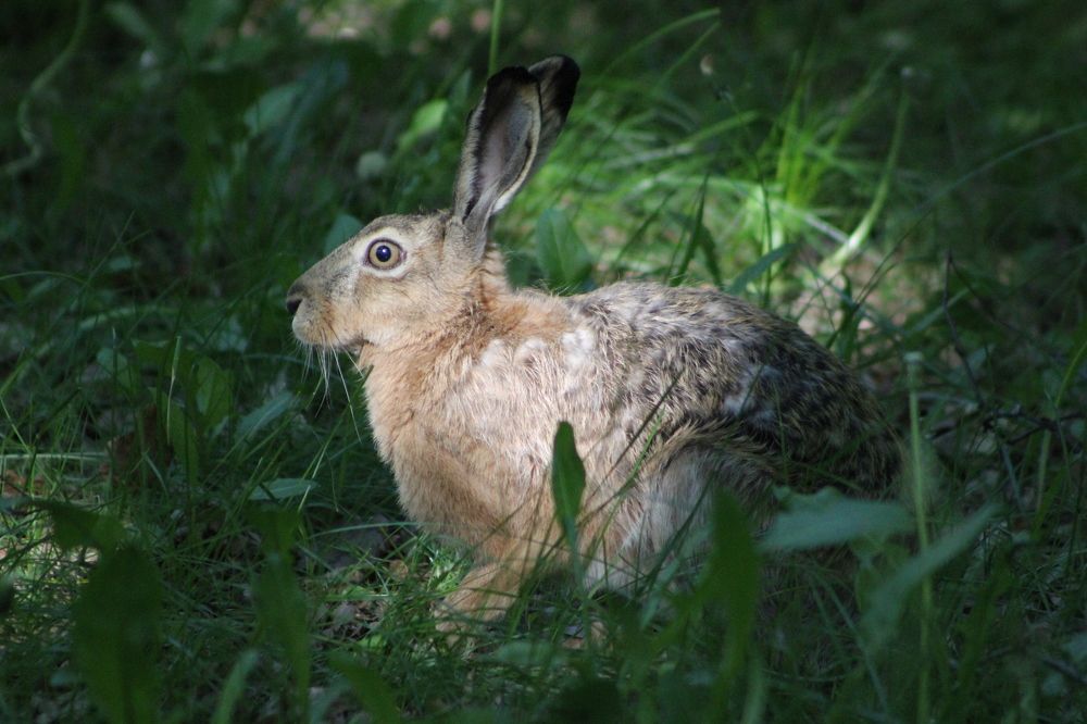 Фотография автора Адия Кочубей