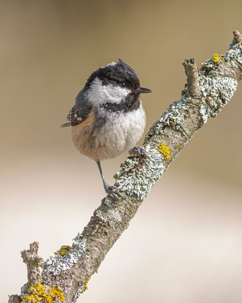 Photograph by JOSE ROS