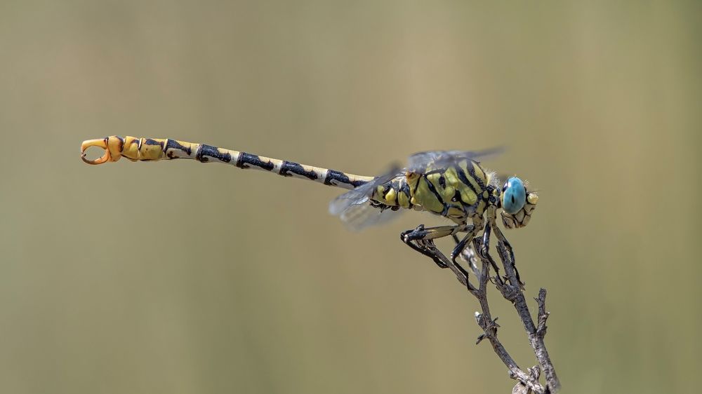 Photograph by JOSE ROS