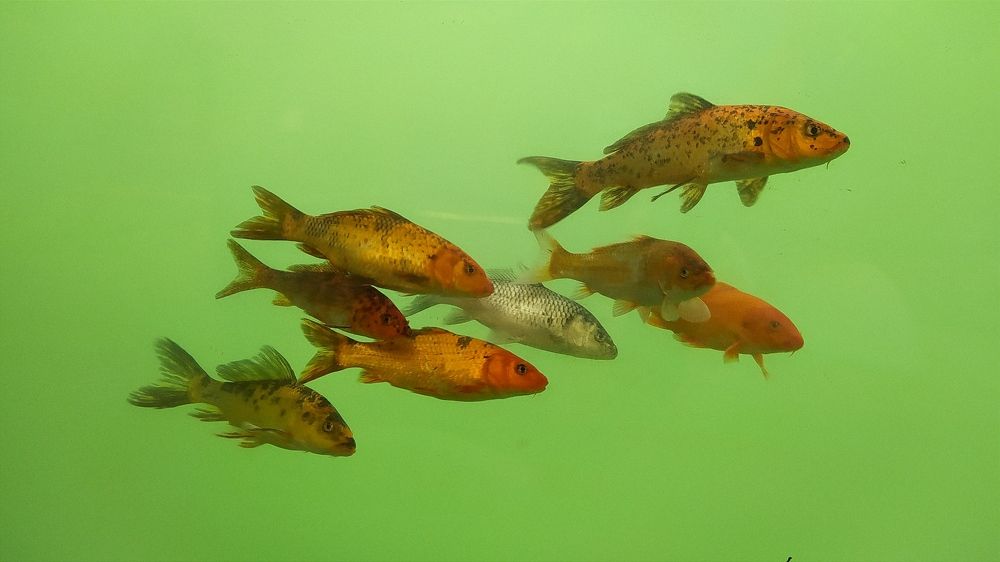 Photograph by Shahin Huseynli