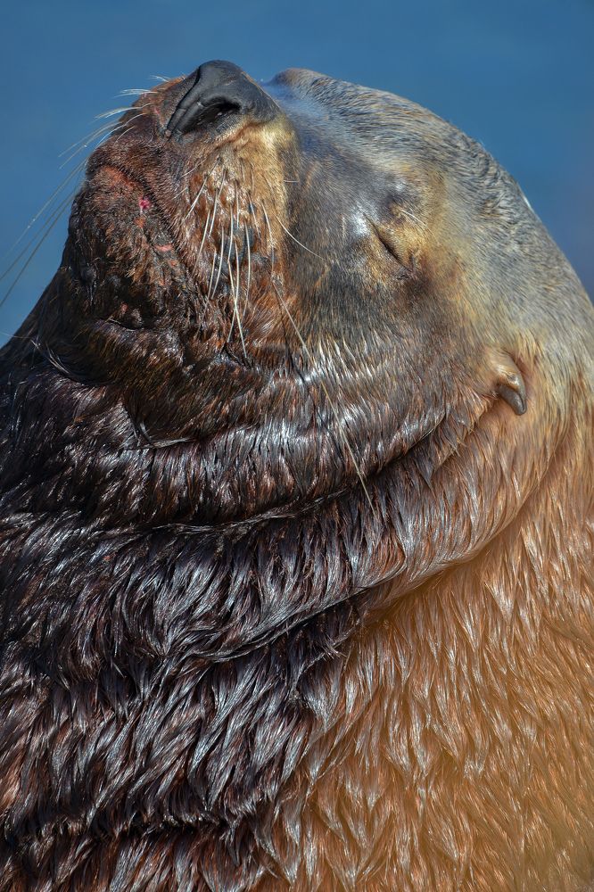 Сивуч Камчатского края