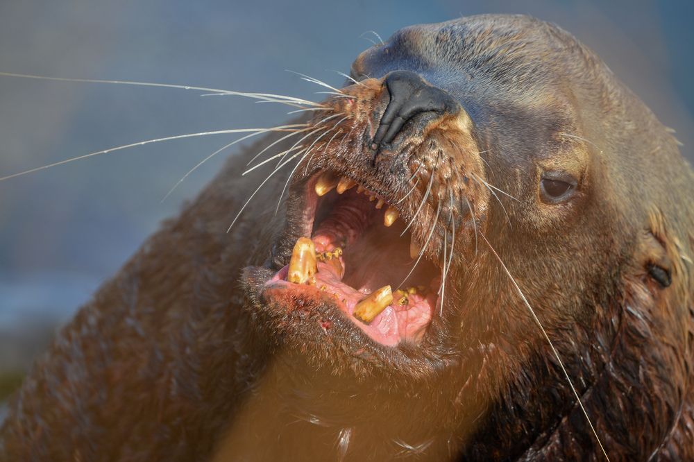 Сивуч Камчатского края