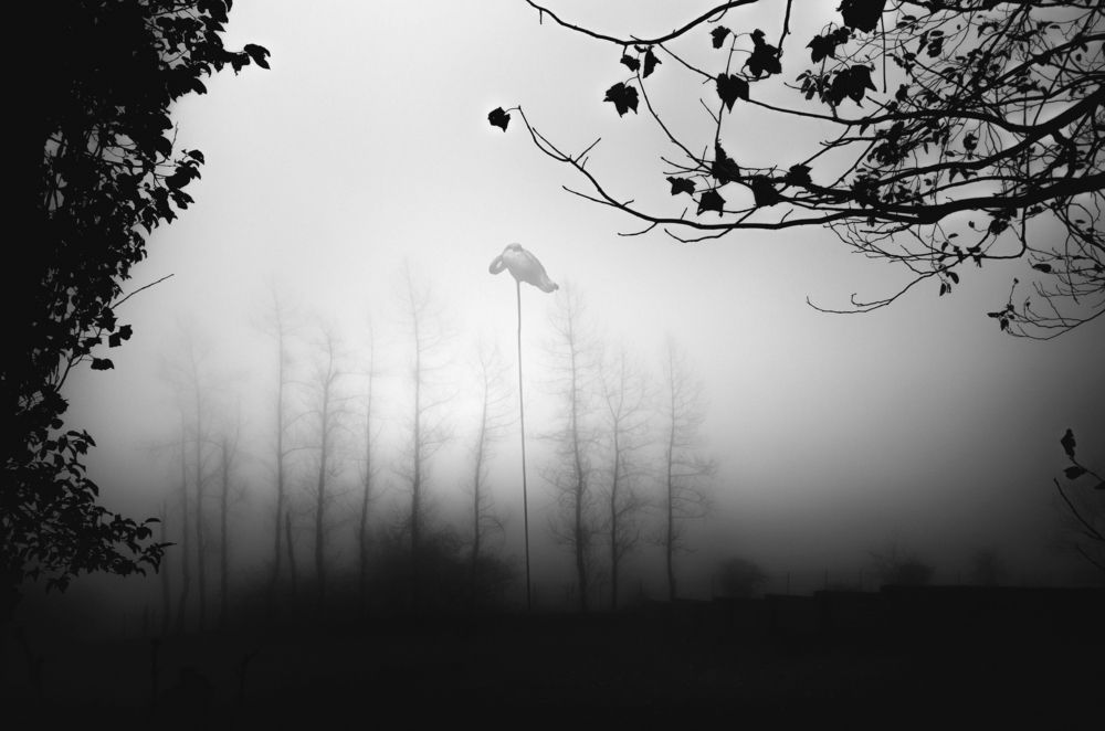 Photograph by reza lashgari