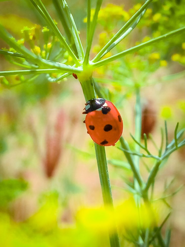 Photograph by Hiren Sodham