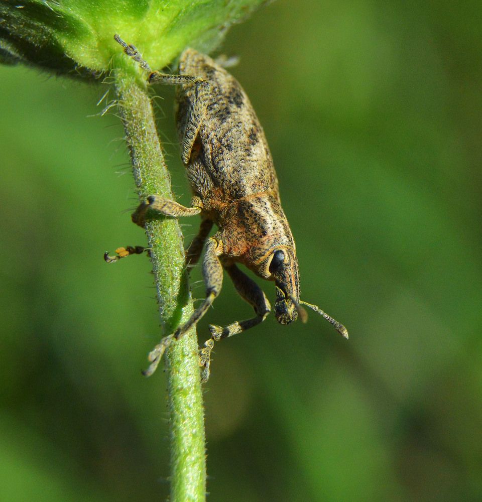 Долгоносик.