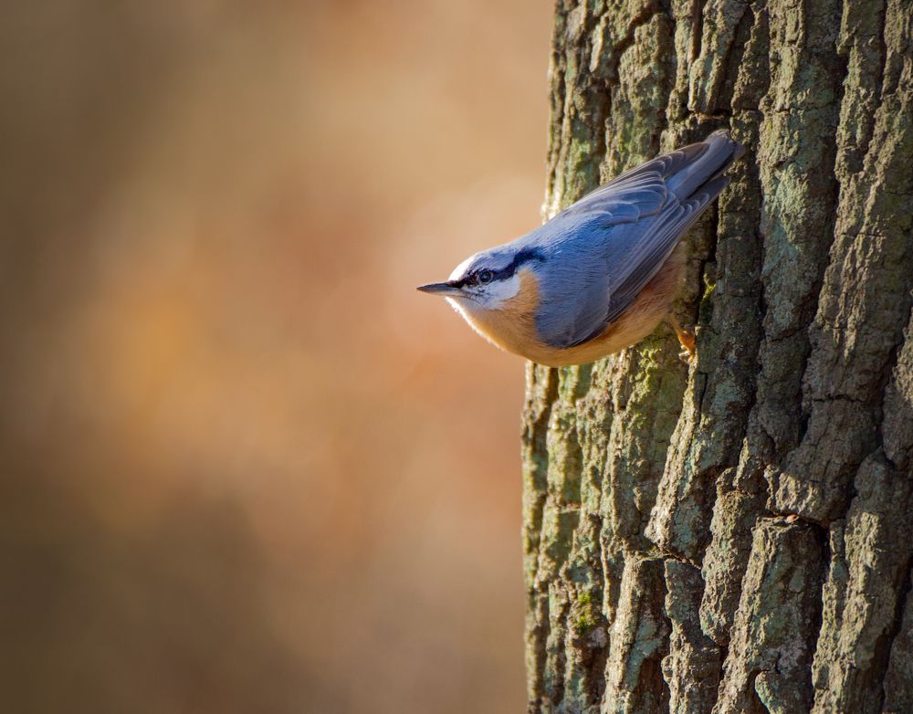 Фотография автора NIghtdream