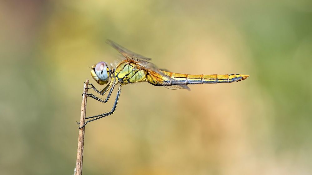 Photograph by JOSE ROS