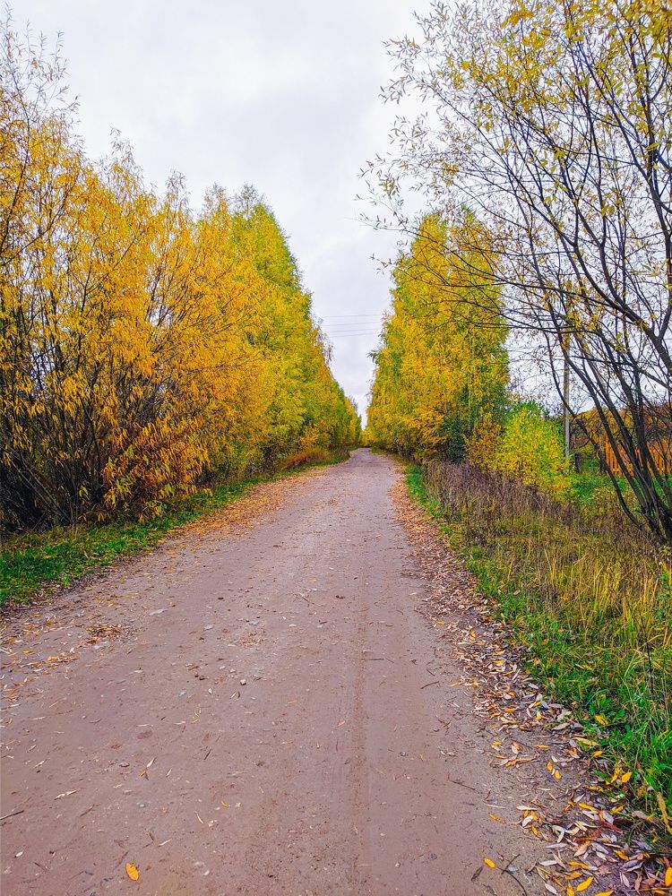 Осень золотая