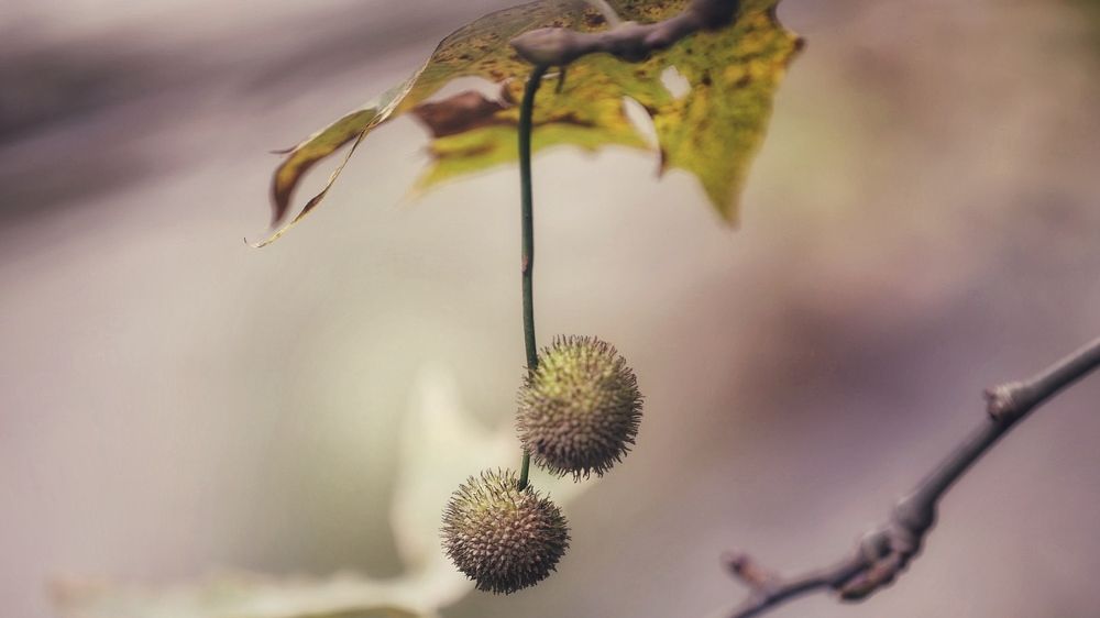 Photograph by Ольга Одаренко