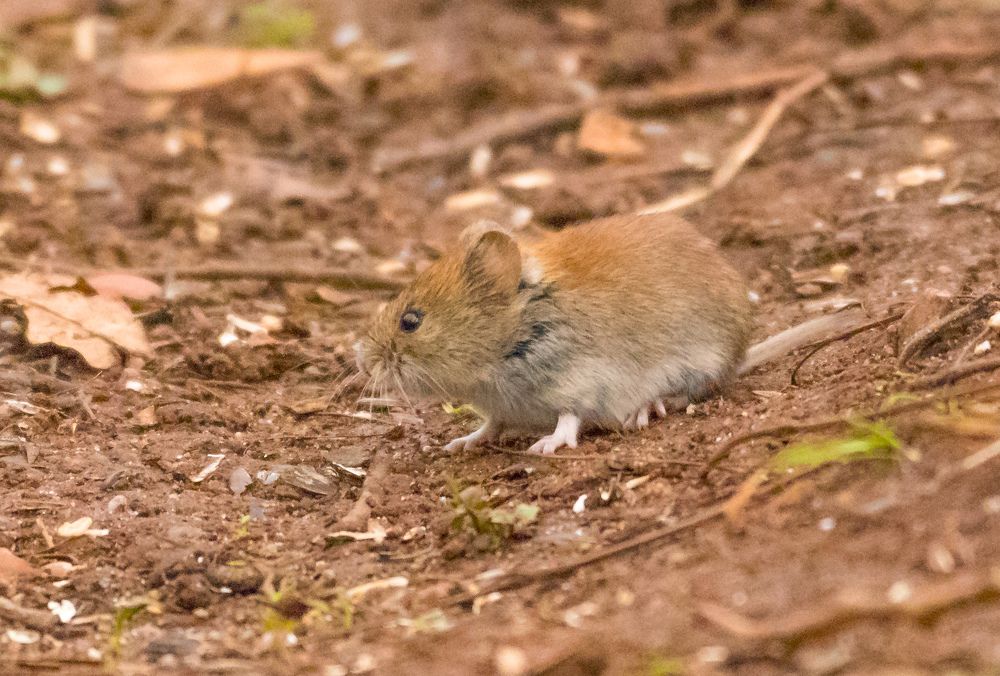Лесная мышь.