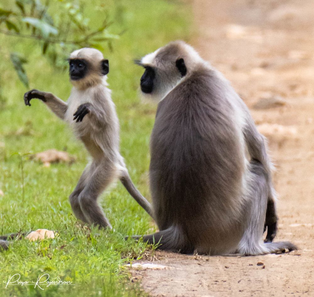 Фотография автора PriyaRajendran