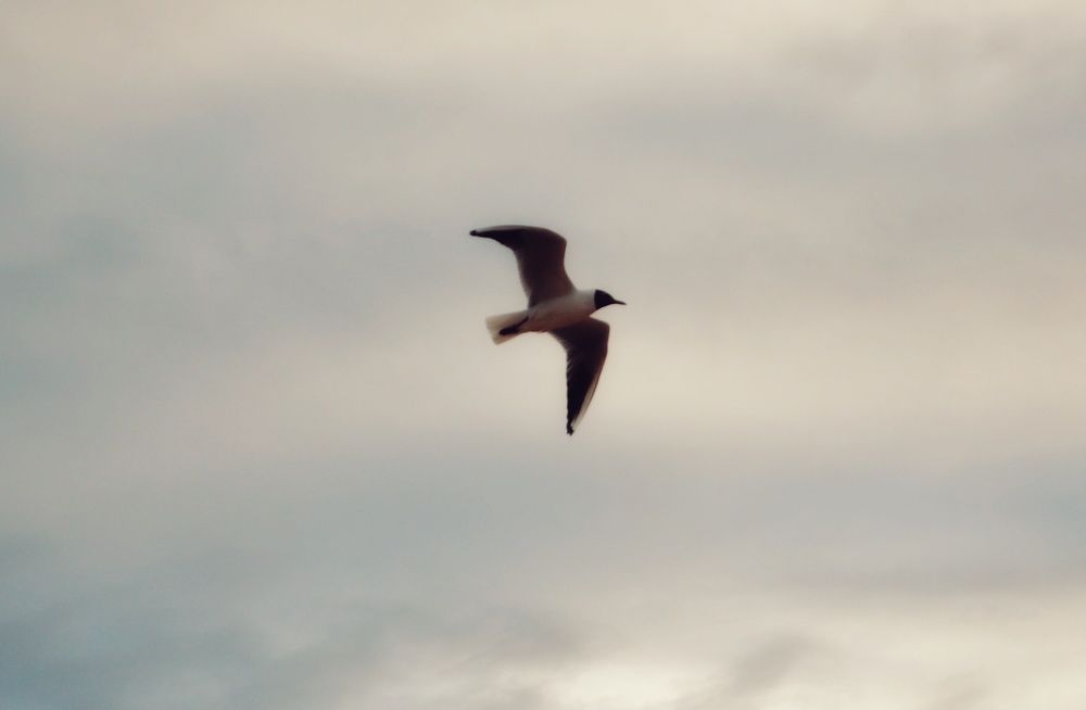 Photograph by Дайана