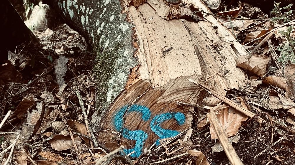 Photograph by Виктория Гунько