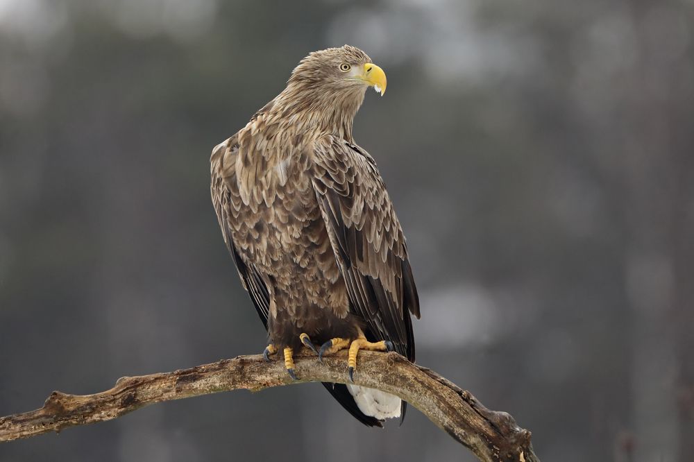 Фотография автора Александр Гусар