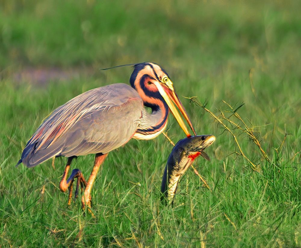 Purple heron with catch.
