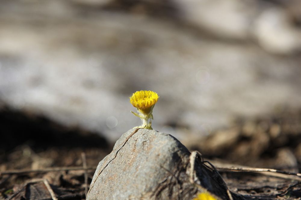 Каменная душа