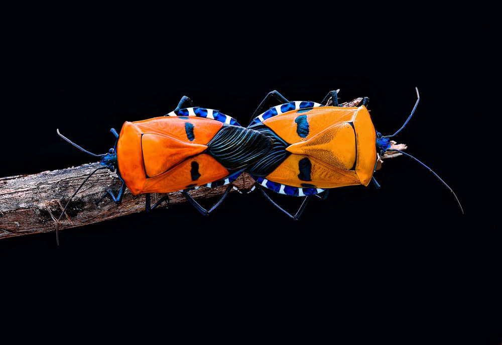 catacanthus incarnatus mating