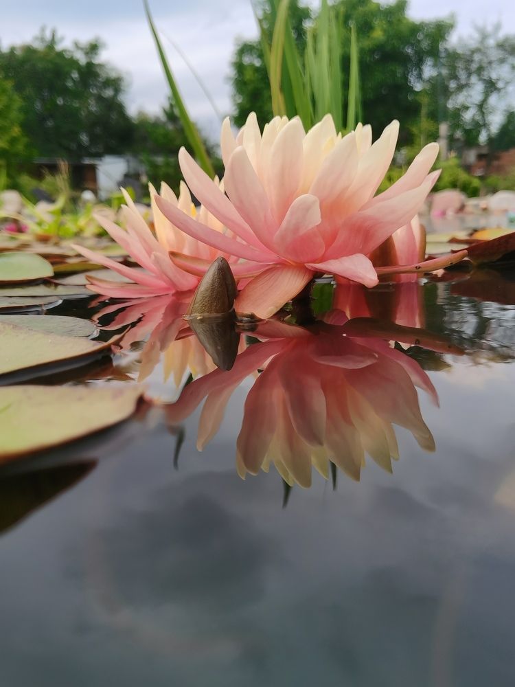 Photograph by Елизавета Лай