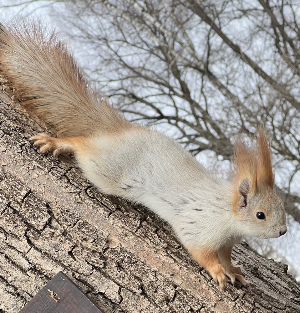 Photograph by Евгения Астапенко
