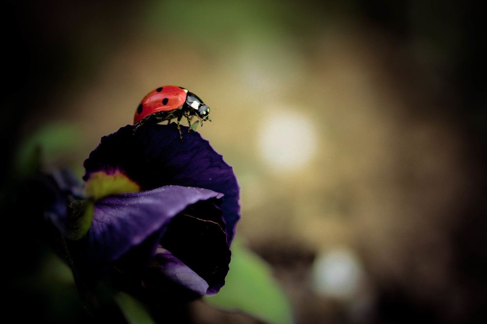 Photograph by Nelly Arnaudova