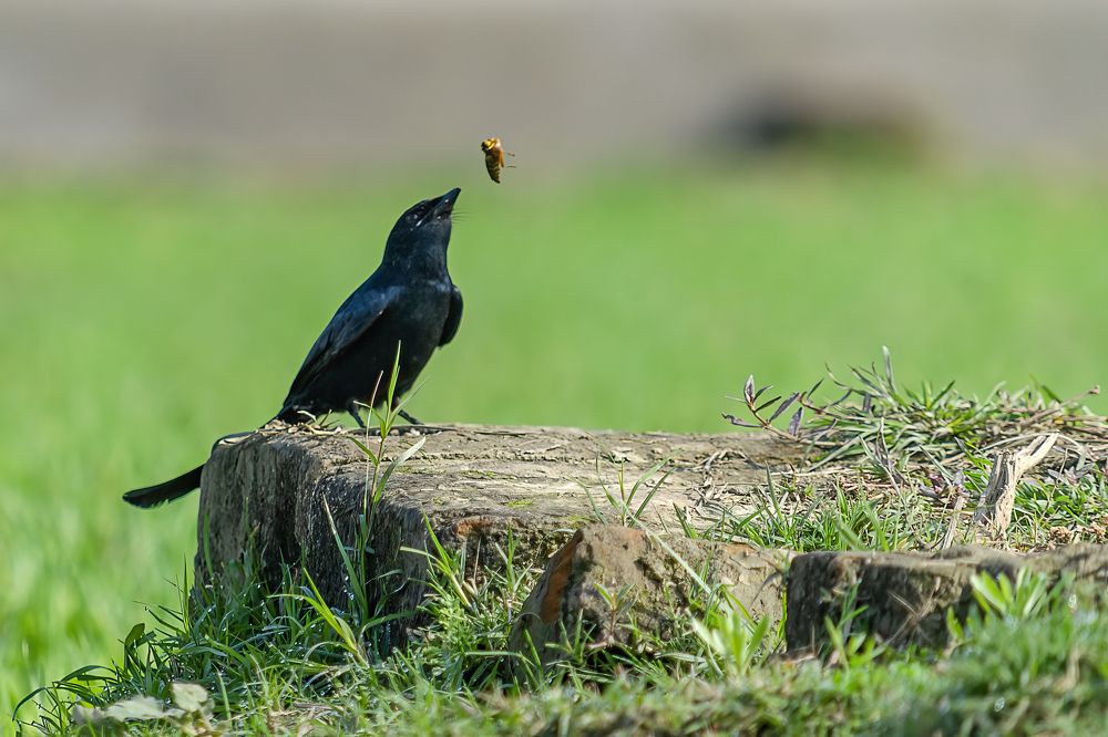 Photograph by Mukesh Tripathi