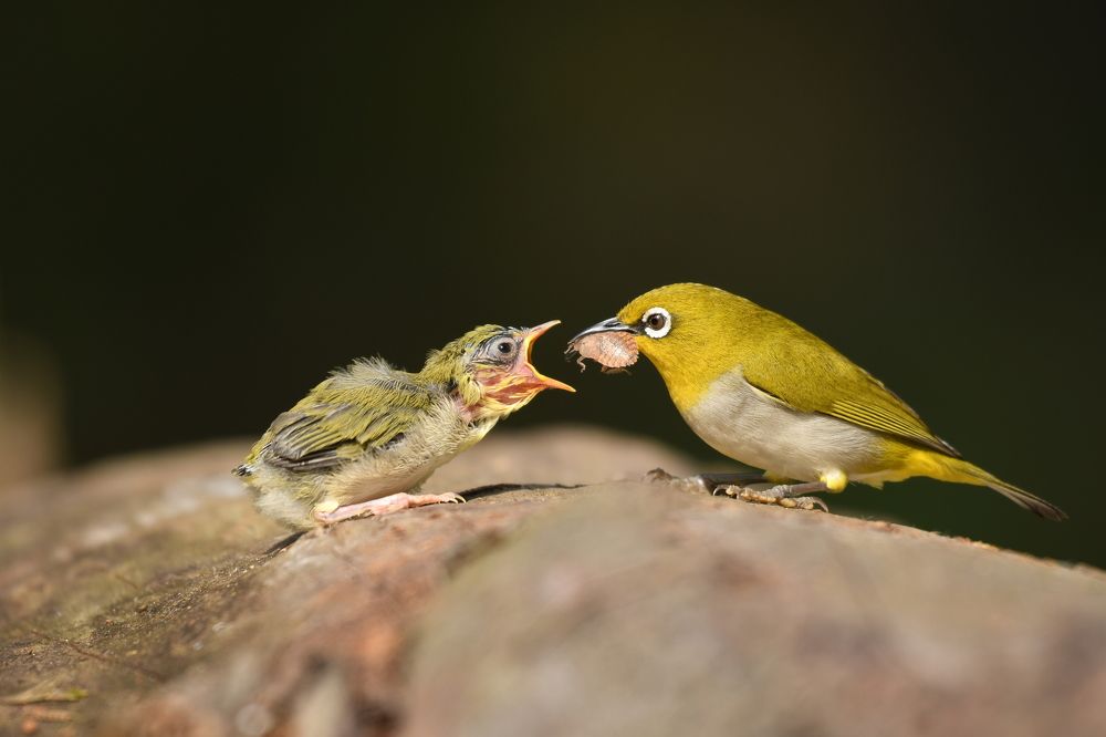 Photograph by Balaji Balaji