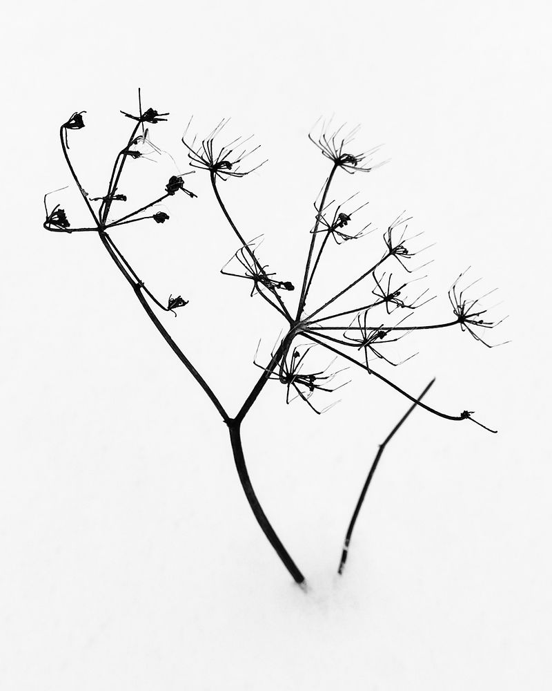 Photograph by Алеся Писнова