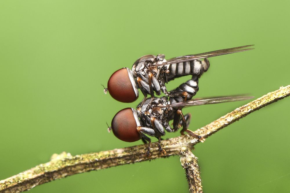 Mating of Big-headed fly