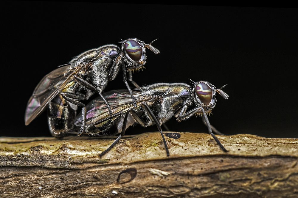 Mating of Signal Flies