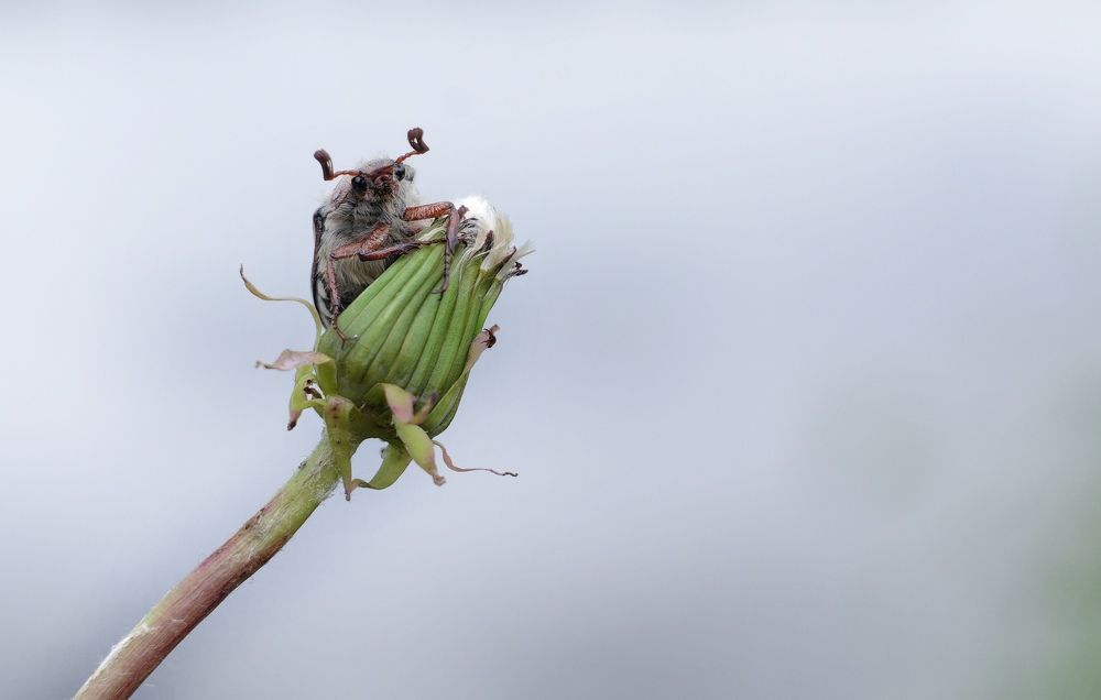 Photograph by Ирина Курицына