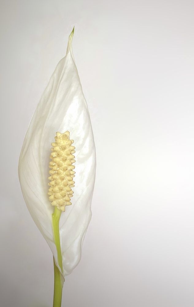 Photograph by Елена Гарибян