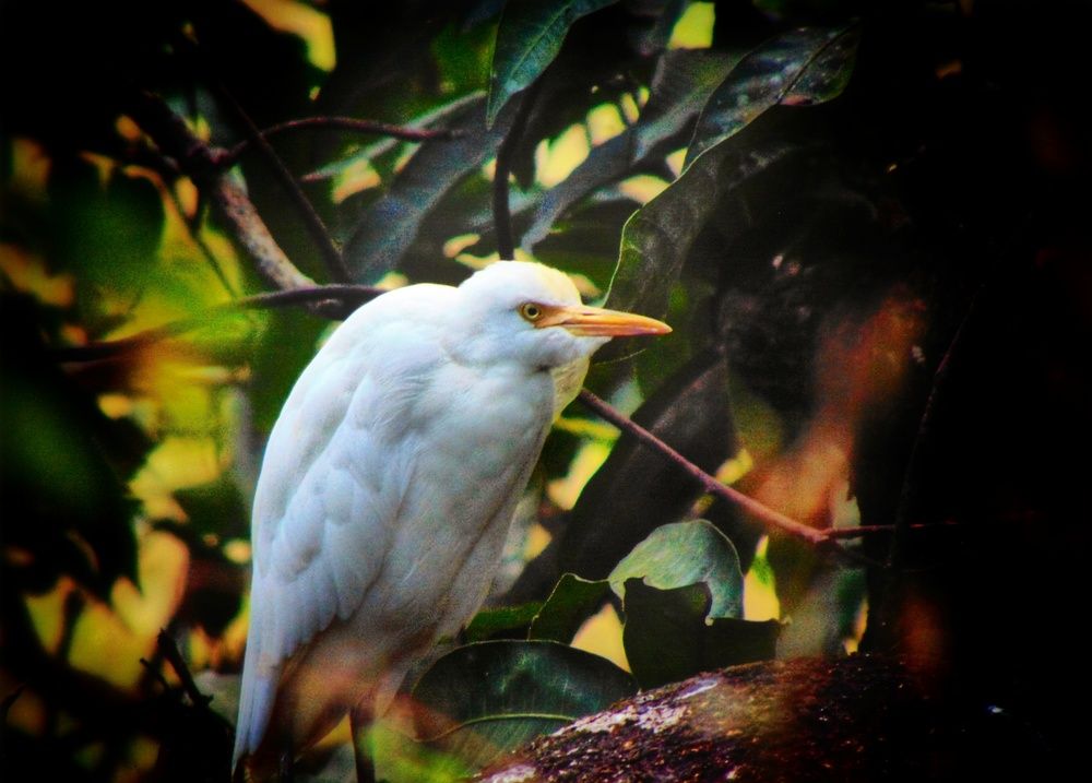 Photograph by Ruchika Kalangutkar