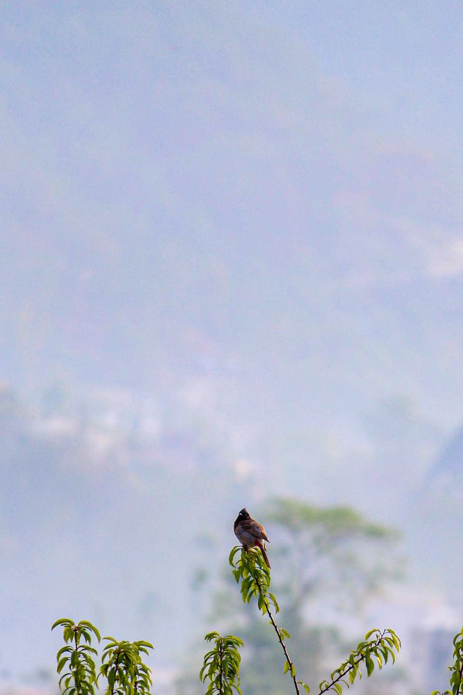 Photograph by Santosh Shrestha