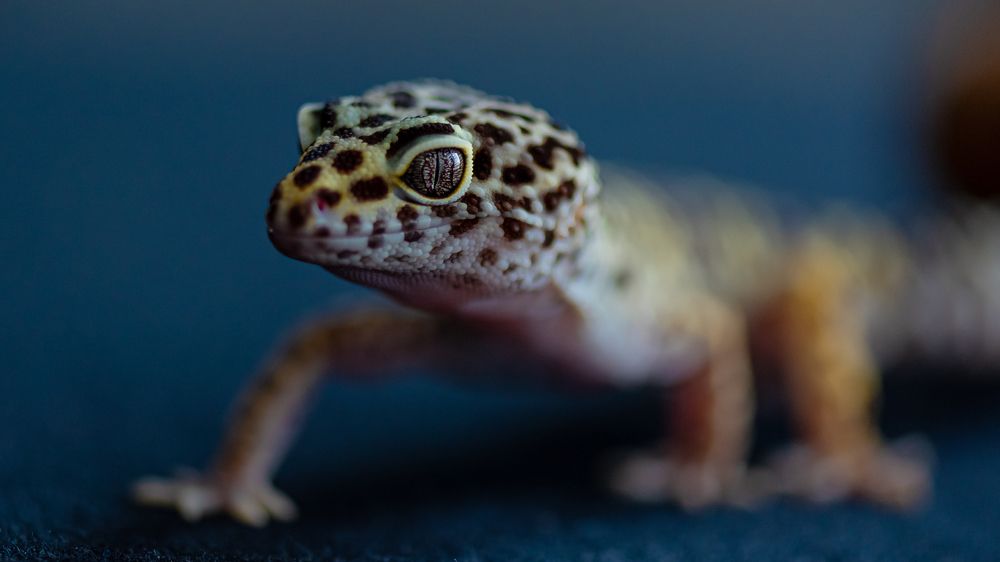 Photograph by Ognyan Levashki