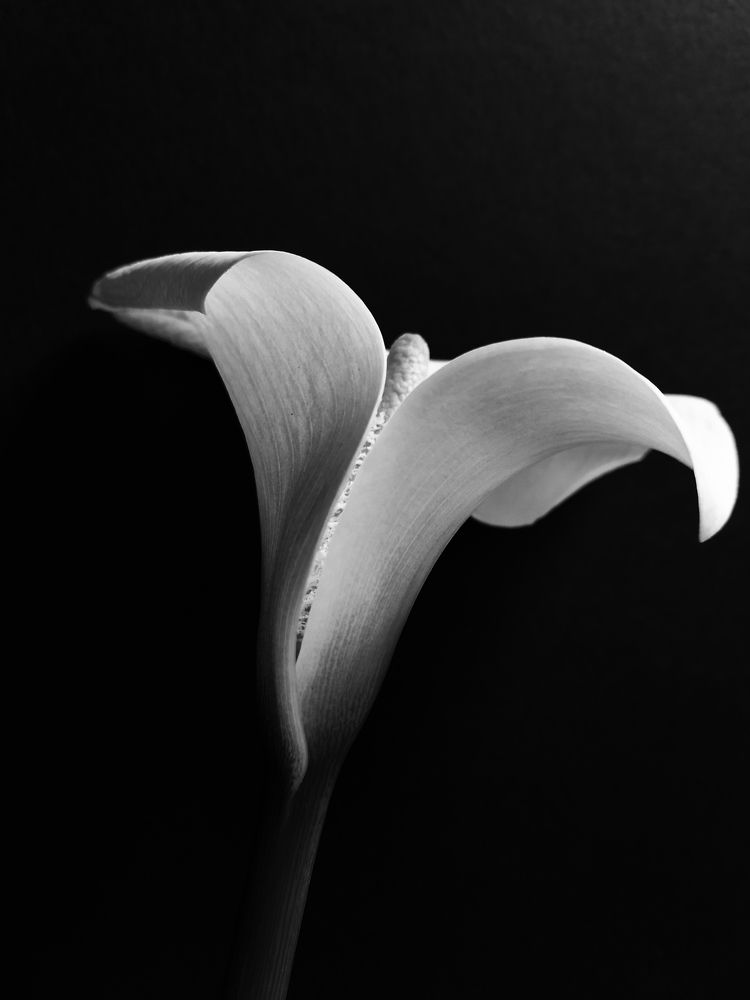 Photograph by Ivanna Saiko