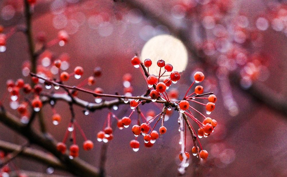 Photograph by Светлана Долгих