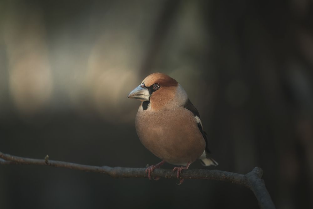 Photograph by Thomas de Franzoni