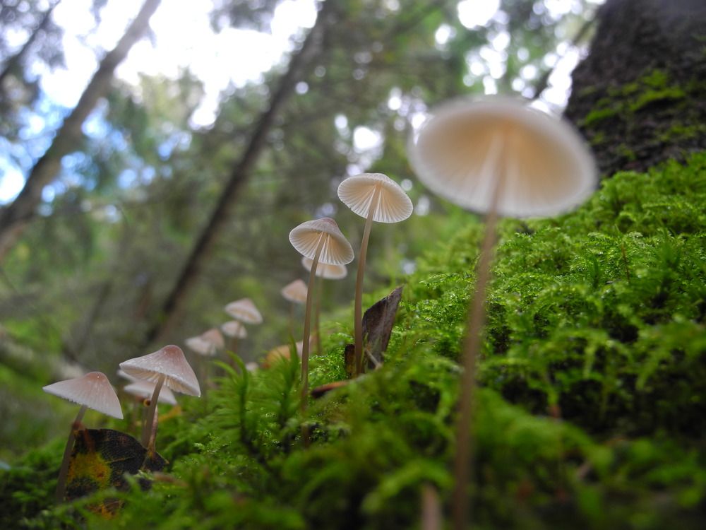 Стражи леса