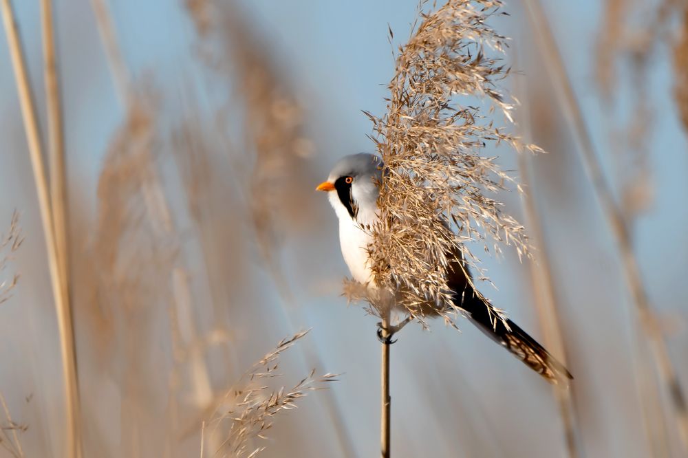 Photograph by Viktor Makarov