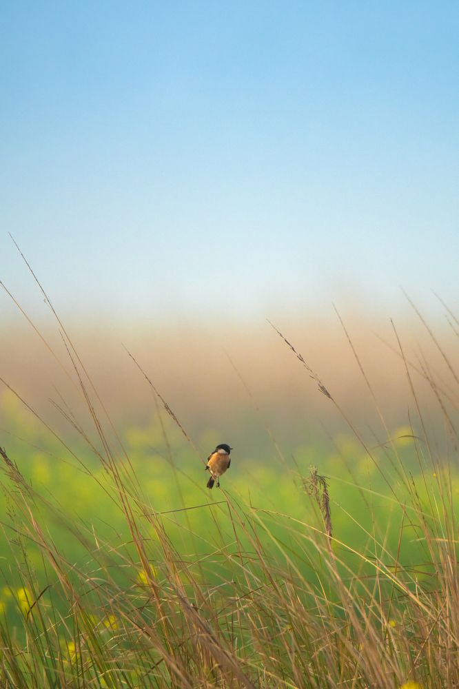 Siberian Stonechat in its Beautiful habitat