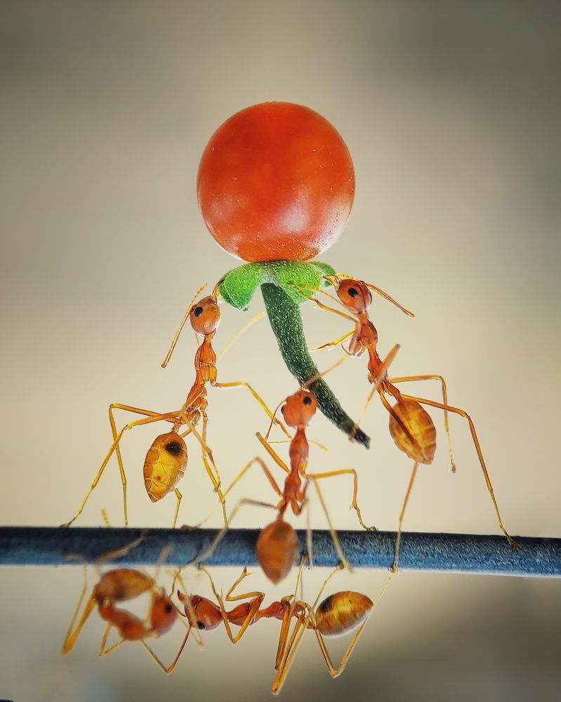 Teamwork is our strength