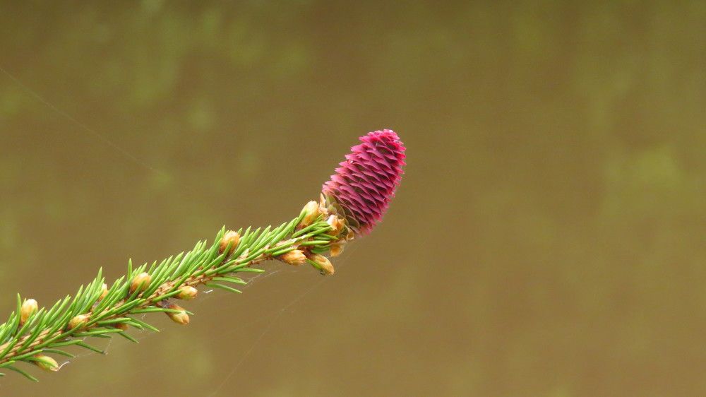 Шишка с паутинкой