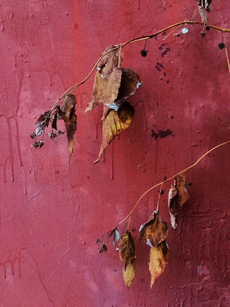 Photograph by Алена Шаргина