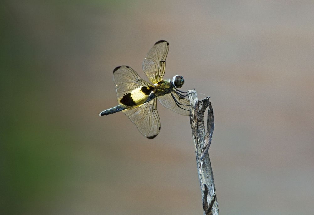 Фотография автора JONI HIDAYAT