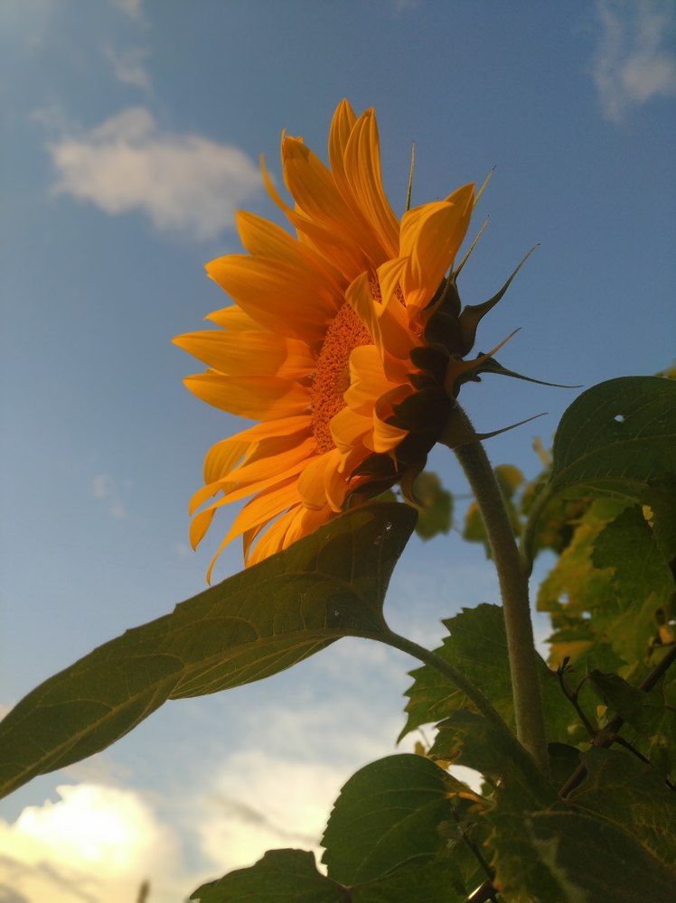 Подсолнечник