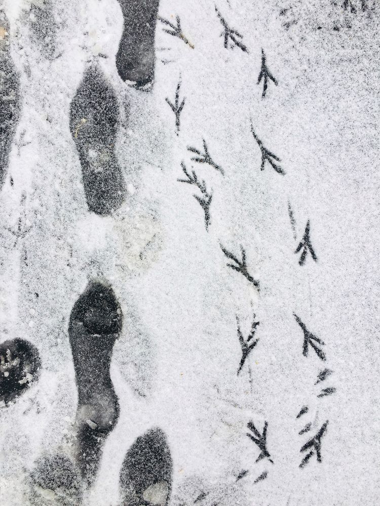 Photograph by Алена Шаргина