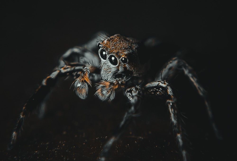 Photograph by Ashiq P F Mohammed