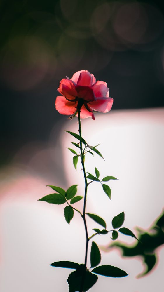 Photograph by Ashiq P F Mohammed